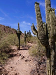 desert_cactus_landscape